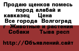 Продаю щенков помесь пород алабай и кавказец. › Цена ­ 1 500 - Все города, Волгоград г. Животные и растения » Собаки   . Тыва респ.